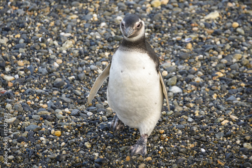 Pinguino di Magellano (Magellanic penguin) photo