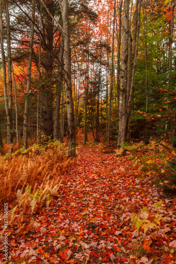 Naklejka premium Trail through autumn forest with fallen leaves