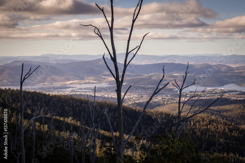 View from Mount Wellington with dead trees overlooking the city of Hobart  Tasmania  Australia