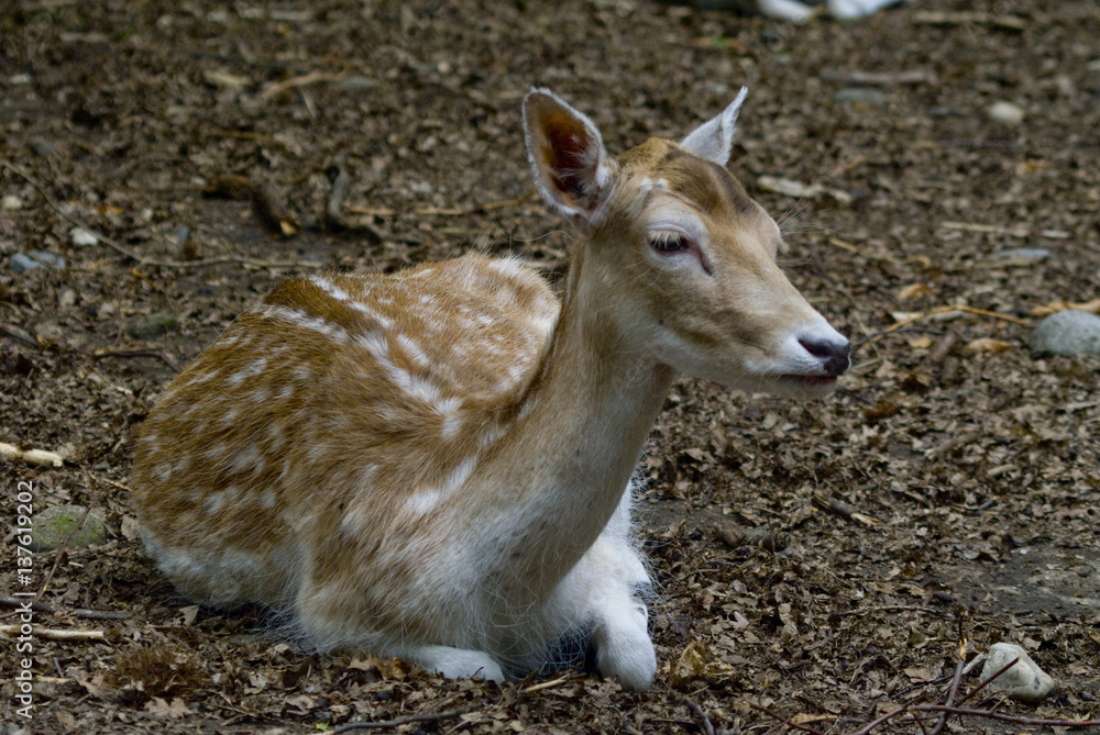 Fototapeta premium Daino