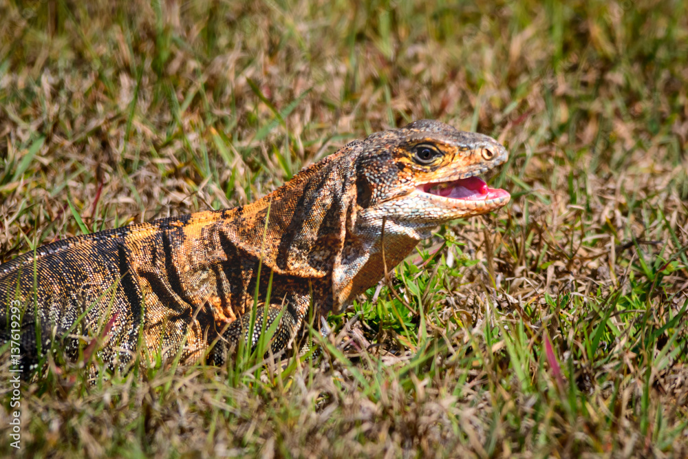 Fototapeta premium Iguana
