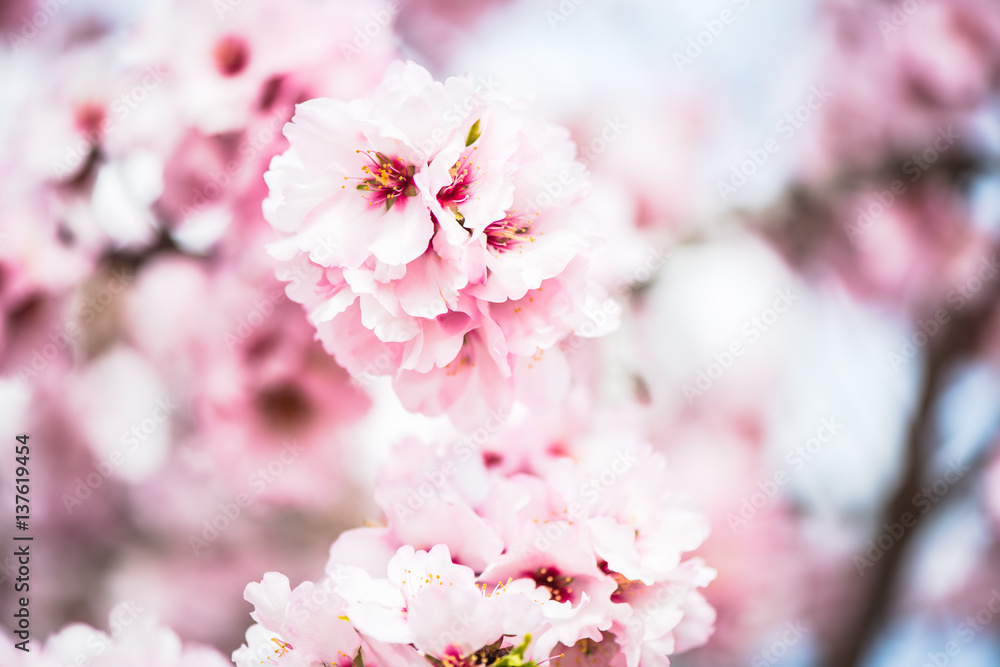 Spring blossom orchard. Abstract blurred background. Spring blossom orchard. Abstract blurred background.