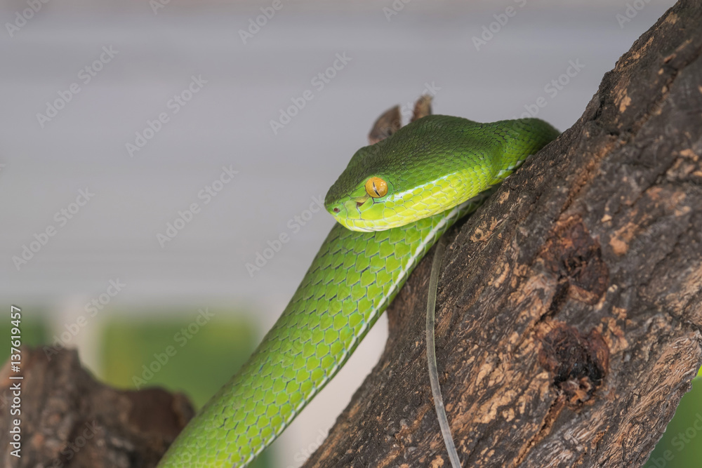 Fototapeta premium Green snake.