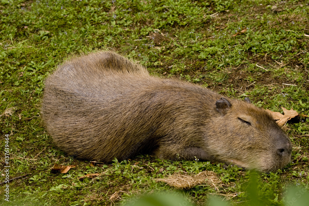 Capibara Capibara
