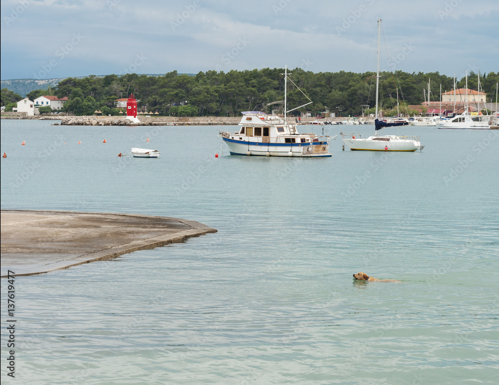 Obraz premium swimming to the shore Dog