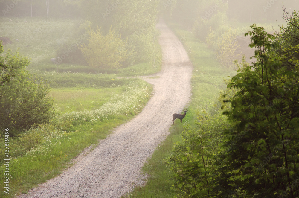 Fototapeta premium Roe deer in the fog