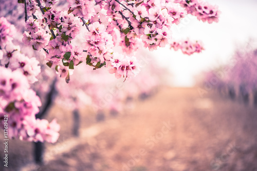 Spring blossom orchard. Abstract blurred background.