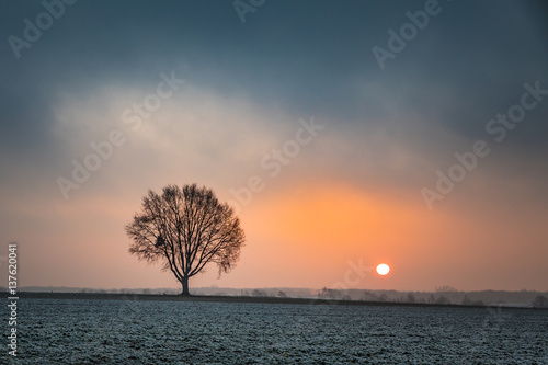 Baum am Morgen © JüNick