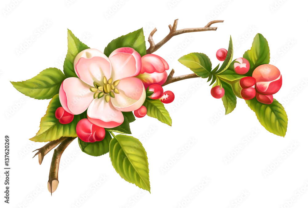 Apple blossom branch spring pink white vintage flowers green leaves