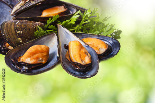 natural mussels on a natural green background