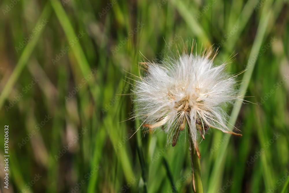 Fototapeta premium White dandelion on blurred grass background