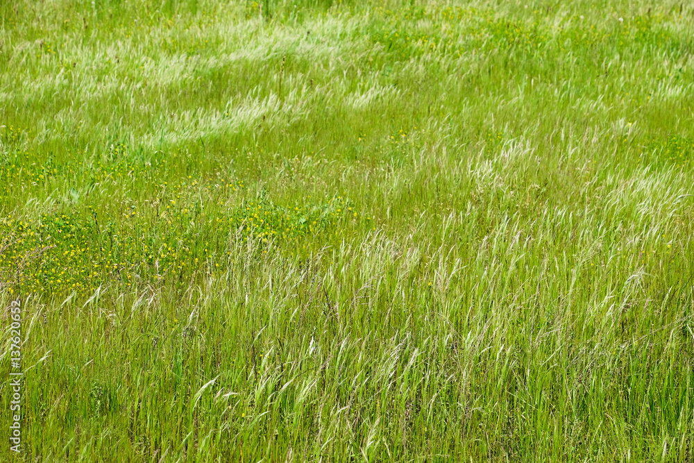 Green field grass background Green field grass background