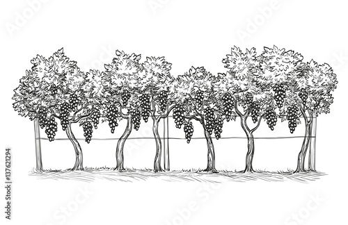 Hand drawn vector illustration of vineyard. Vine