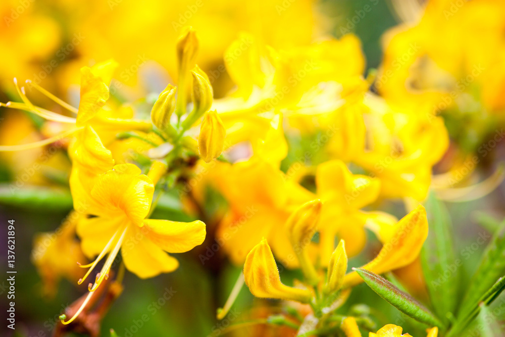 Rhododendron yellow flowers Rhododendron yellow flowers