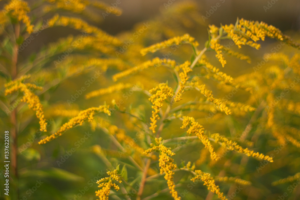 Yellow wildflowers background (shallow depth of field) Yellow wildflowers background (shallow depth of field)