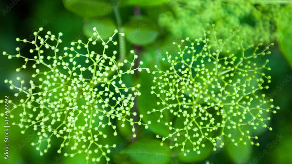 Flower buds of the black elder (Sambucus) Flower buds of the black elder (Sambucus)