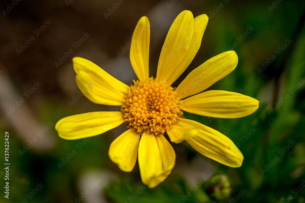 Wild Flowers Wild Flowers