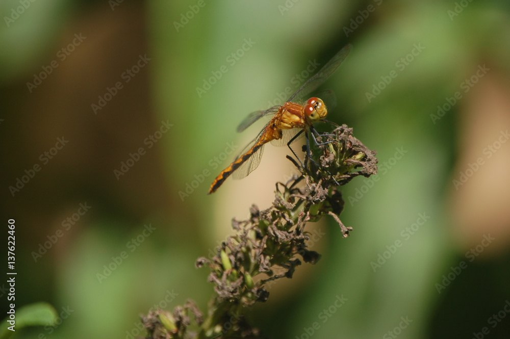Dragonfly Head and Thorax Dragonfly Head and Thorax