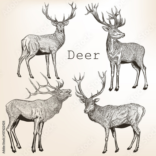 Set of vector vintage styled engraved hand drawn deer animal hunting season photo