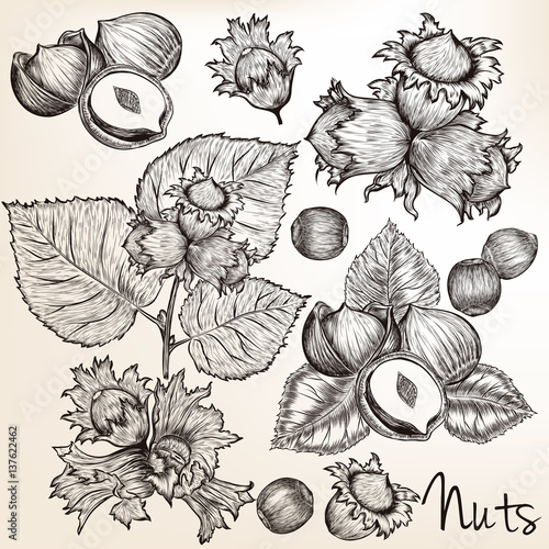 Collection of vector high detailed hand drawn nuts in engraved style