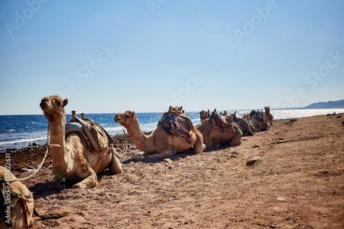 recreation and tourism concept. Camel rides along the coast. Resting camels.