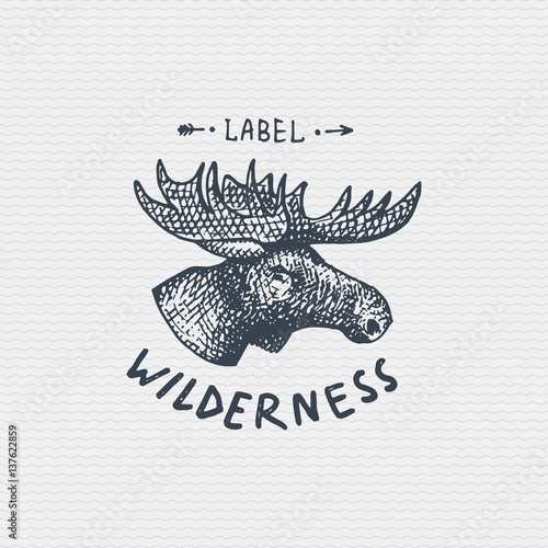 vintage old logo or badge, label engraved and old hand drawn style wild moose, elk face