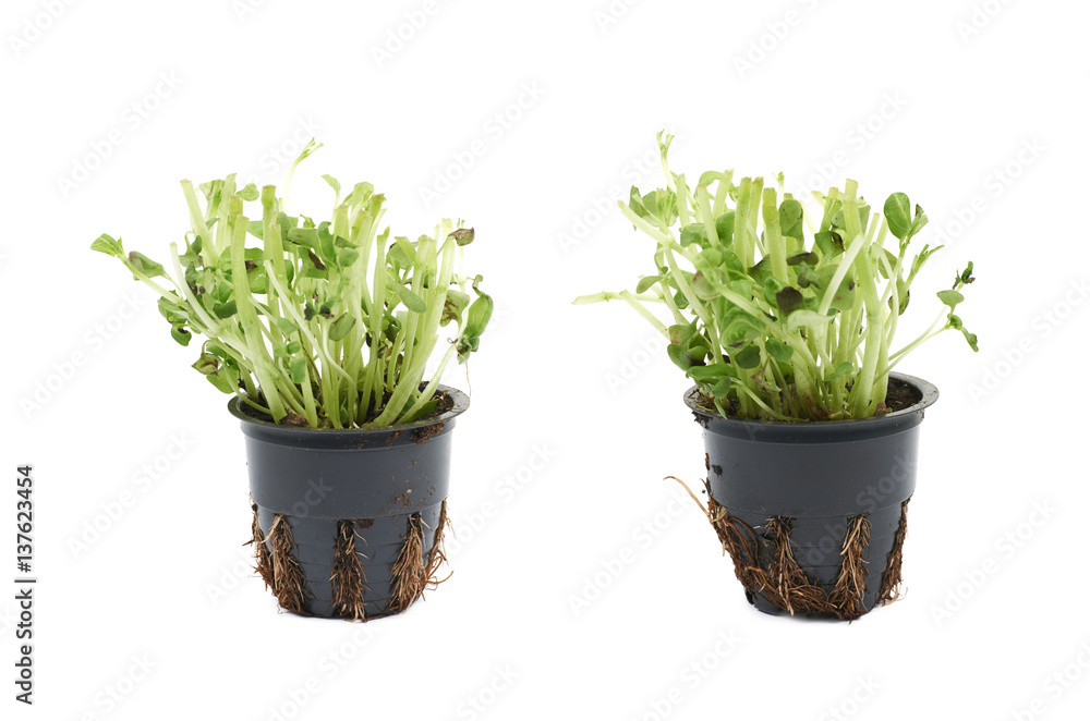 Basil plant in a pot isolated Basil plant in a pot isolated