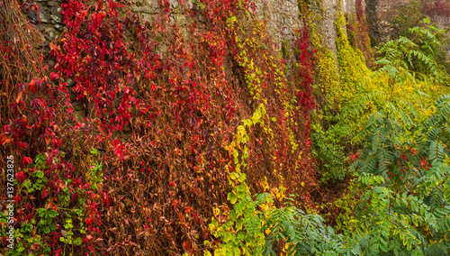 Stone wall with autumn plants