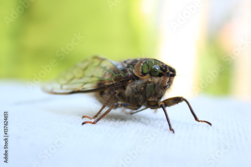 Cicada © Esmeralda