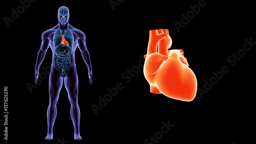 3d illustration human body heart.human body organs.
 photo