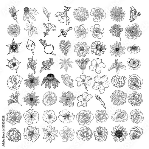 Tropical floral set. Tropical exotic and domestic summer flowers collection in bright colors and drawing style. Vector illustration.