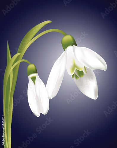 Snowdrop flower 