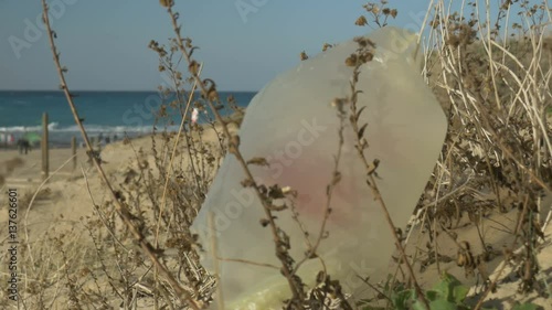 Plastic bag caught on a plant on the beach, close up shot, a plastic bag is a threat to the environment. photo
