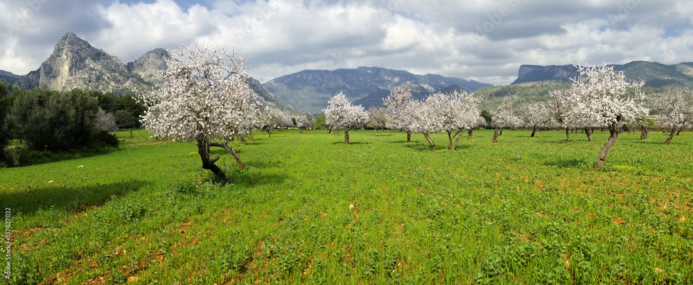 Obraz premium almond trees