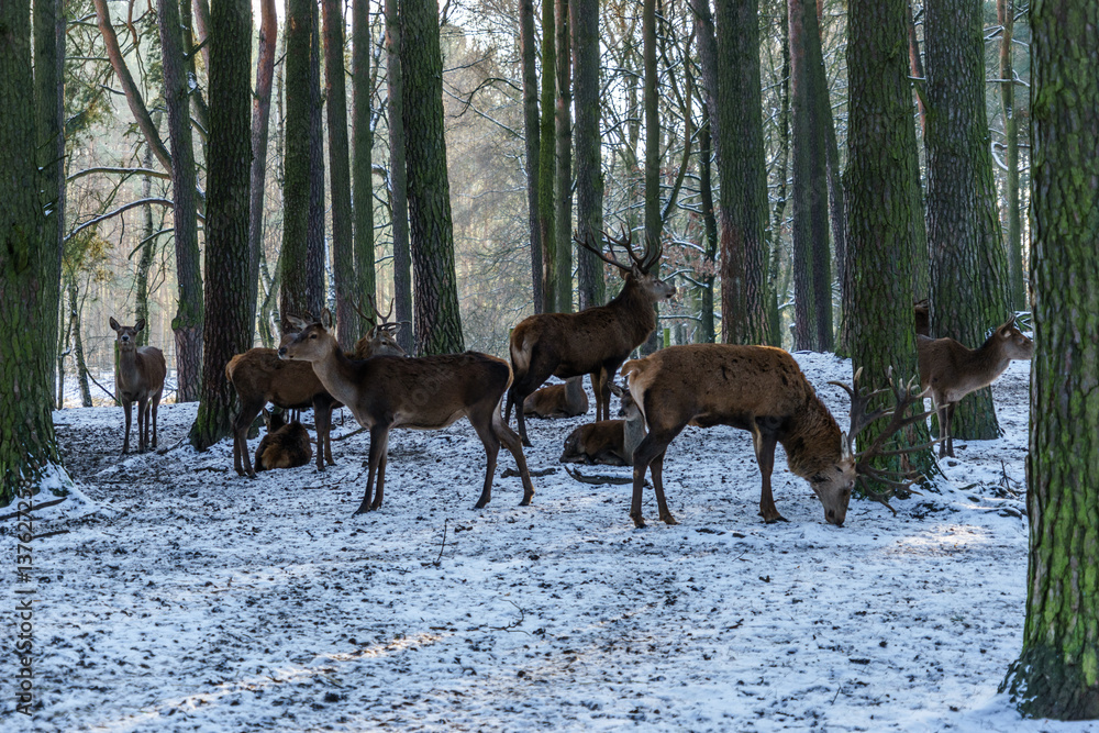 Deer grazing in animal wildlife reserve Deer grazing in animal wildlife reserve
