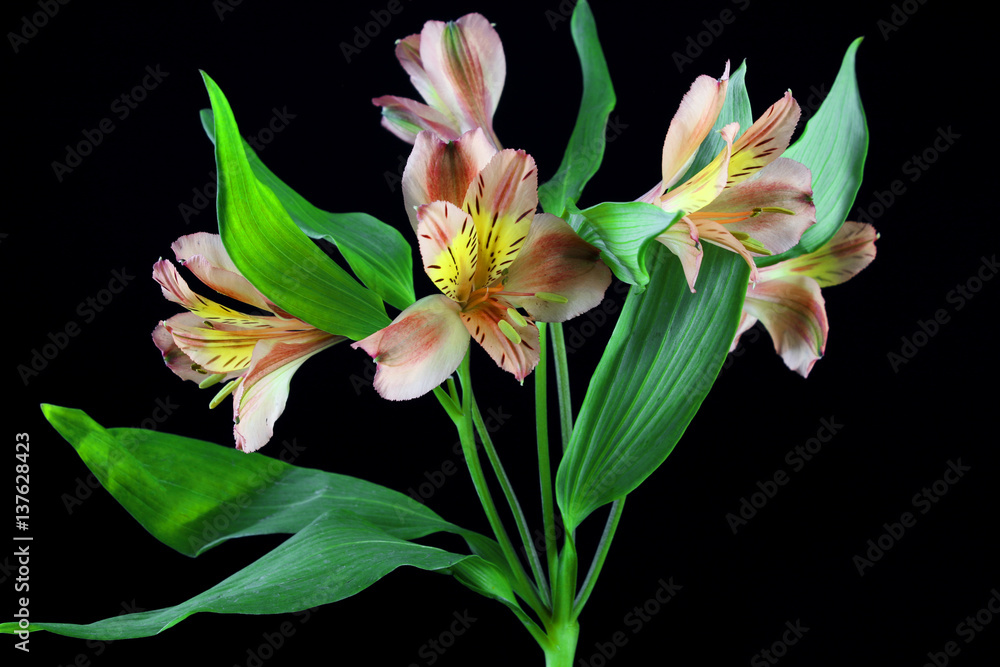 Fototapeta premium Cute and elegant floers on black background