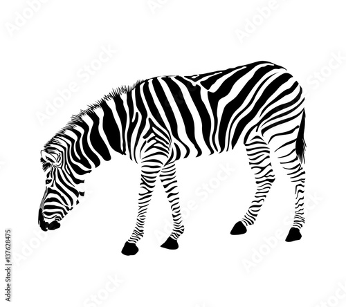 Zebra stance and bend down. Savannah Animal ornament. Wild animal texture. Striped black and white., isolated on white background.