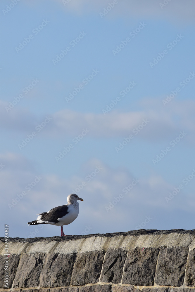 古い石垣の堤防に立つカモメ