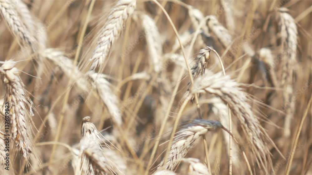 High quality video of wheat field in real 1080p slow motion 250fps High quality video of wheat field in real 1080p slow motion 250fps
