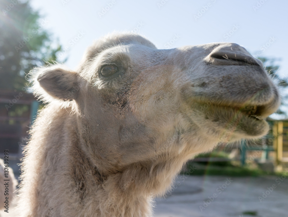 Fototapeta premium Portrait of a camel in nature