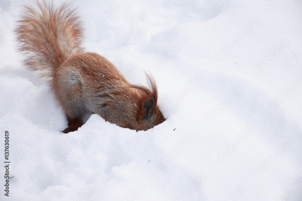 Cute squirrel in the snowy park