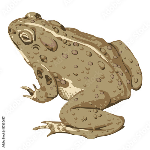 Brown Toad flat color art with warts sitting 3/4 behind view