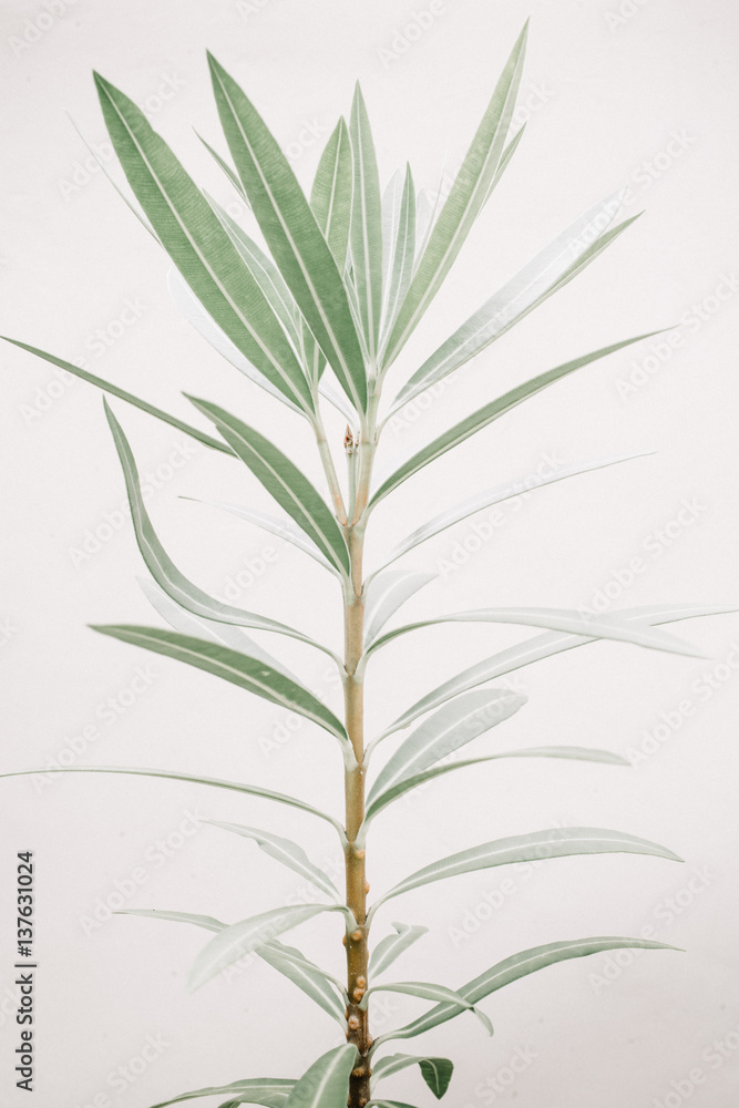 Fototapeta premium Green leaf plants near beige wall. Minimalistic floral background.