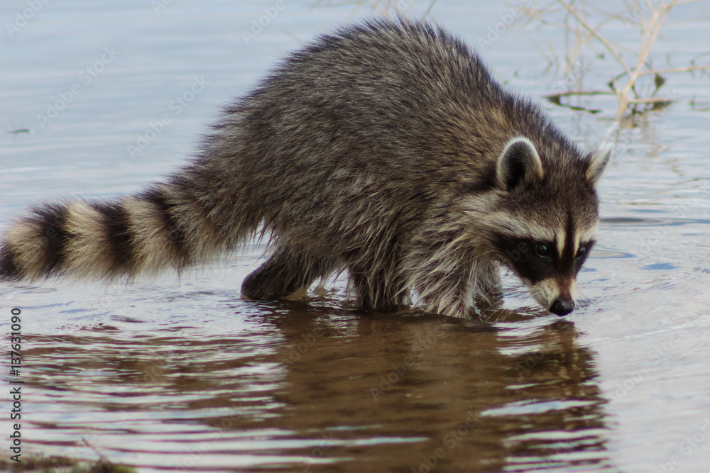 Naklejka premium Raccoon foraging muddy lake bottom