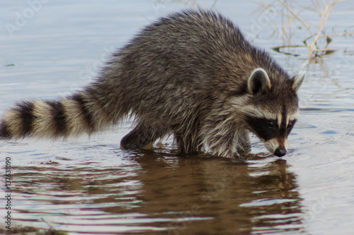 Raccoon foraging muddy lake bottom