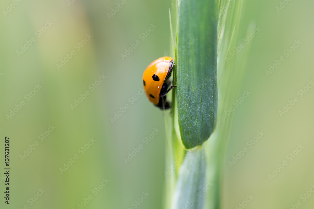 ladybird on nature. macro ladybird on nature. macro