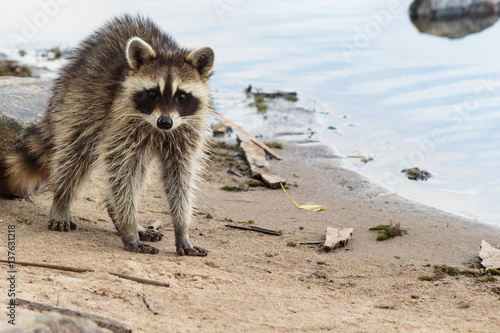 Tableau sur toile Raccoon acting startled