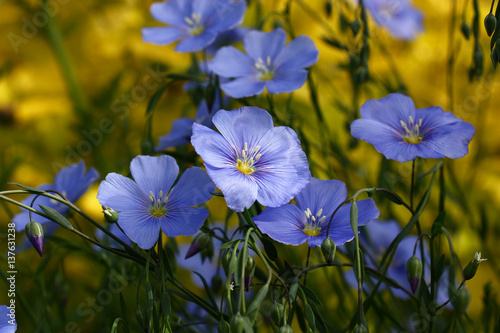 Blue flowers of decorative flax./Blue flowers of decorative linum austriacum and its runaways on a difficult background. photo