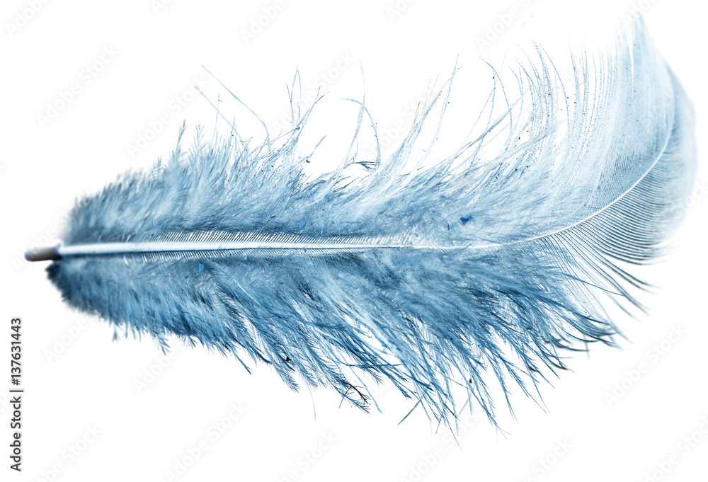 Obraz premium blue feather on a white background