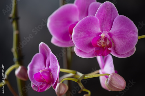 Close-up of phalaenopsis orchid flowers, selective focus © Nickola_Che
